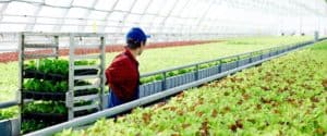 Person in greenhouse