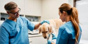 A vet and vet assistant are examining a golden retriever puppy