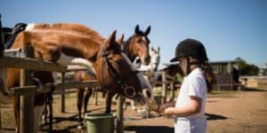 Girl feeding a horse on a horse farm.