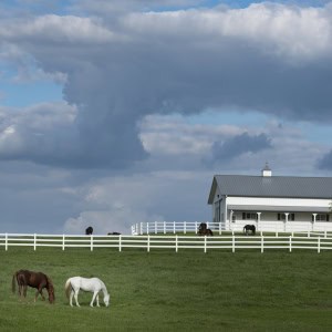 Horse farm and pasture with a brown and white horse