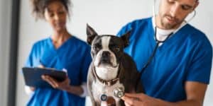 veterinarians giving dog a check up